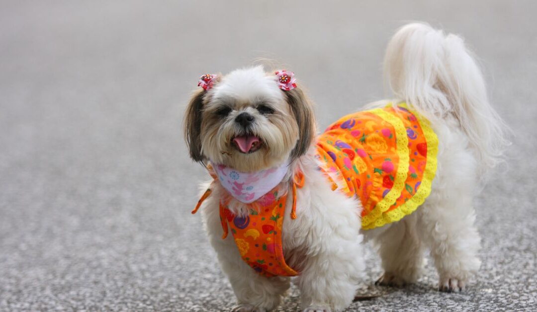 The Complete Guide to Pet Apparel & Accessories for Comfort and Protection
