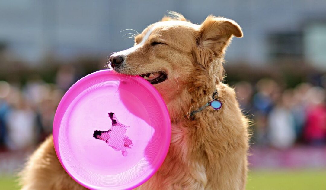 Pet Safety Essentials: How ID Tags and Reflectors Keep Your Furry Friend Safe