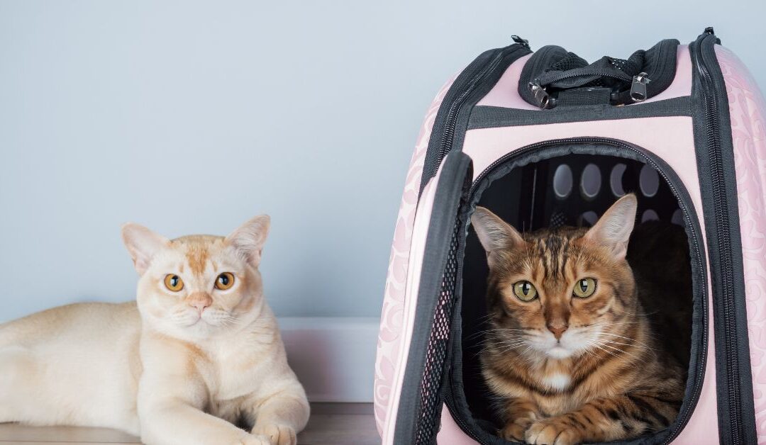 Pet Carriers & Travel Gear Trends 2026: Expert Tips for Safe and Stylish Pet Travel