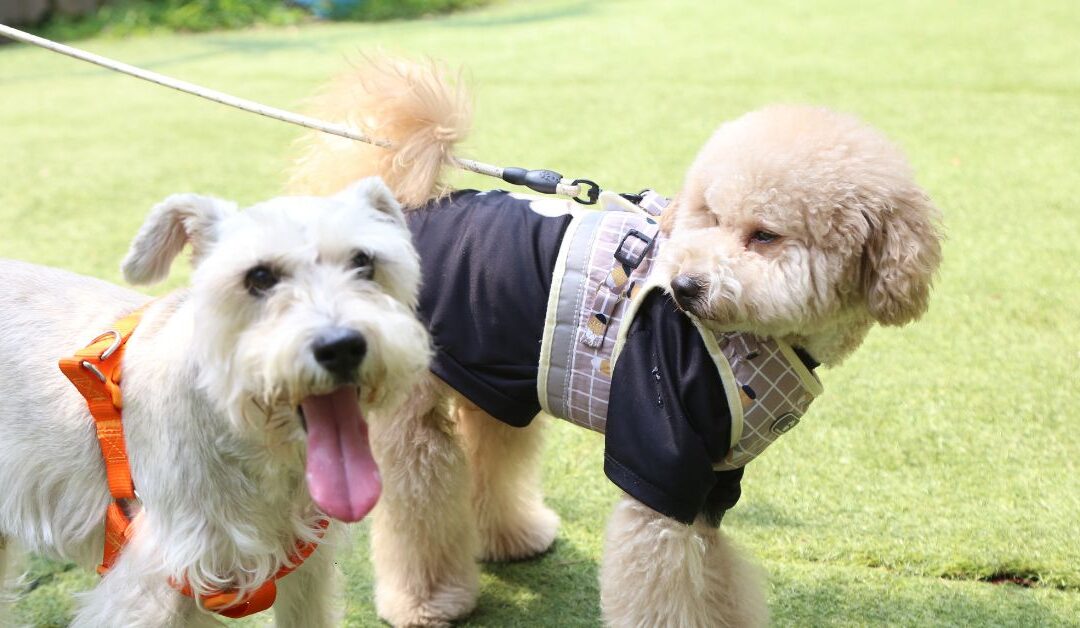 7 Must-Know Tips for Choosing the Best Leashes, Collars & Harnesses for Your Pet