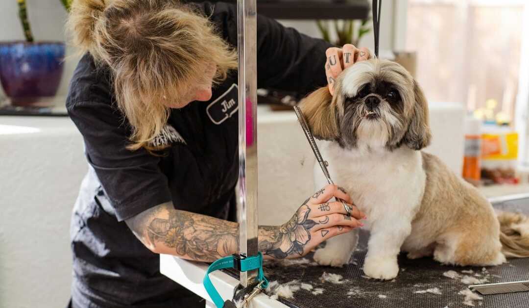 Top Pet Grooming Tools & Accessories Every Pet Owner Needs in 2026