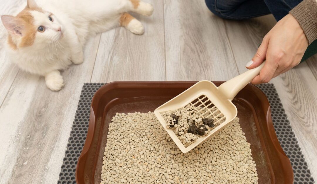 The Ultimate Guide to Litter & Waste Management Tools for a Cleaner Home